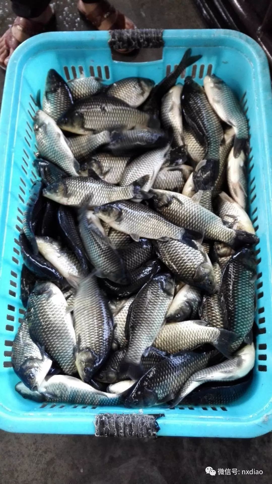 咸陽最新放魚資訊，生態(tài)文明的繁榮篇章展現(xiàn)水域生態(tài)之美