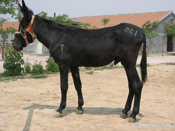 最新驢皮價(jià)格暴跌引發(fā)市場波動(dòng)，產(chǎn)業(yè)思考不可或缺